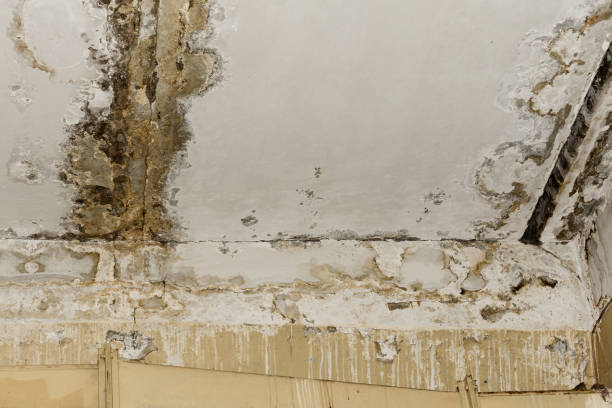 Why You Should Choose Our Mold Remediation Services in Sealy, TX